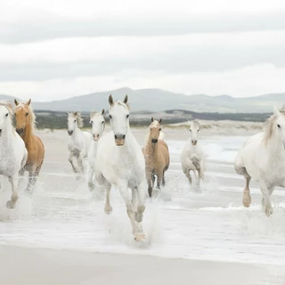 White Horses