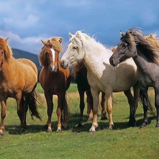 Ponies