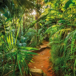 Jungle Trail