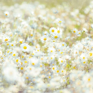 Daisies